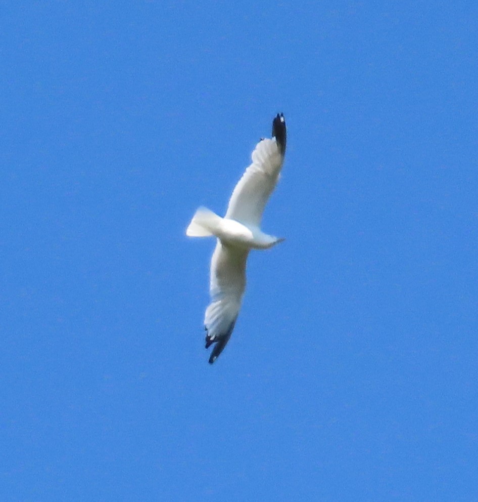 Ring-billed Gull - ML637467031