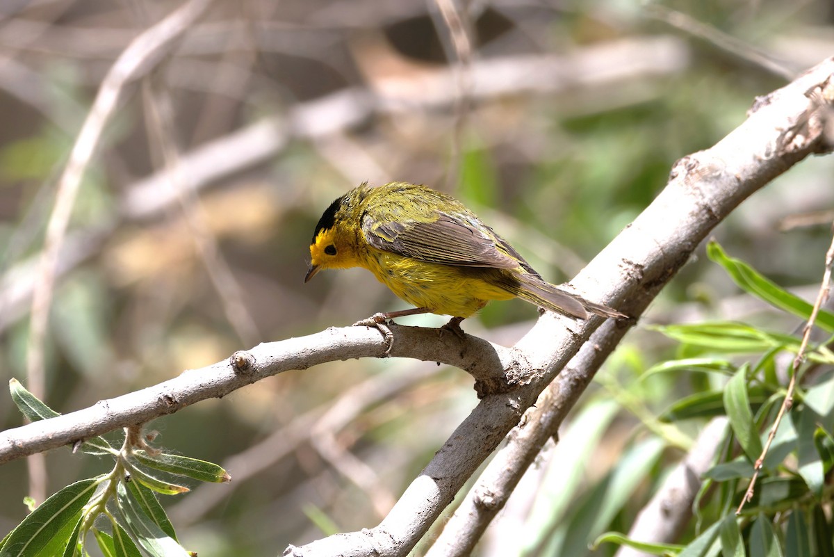 Wilson's Warbler - ML637467055