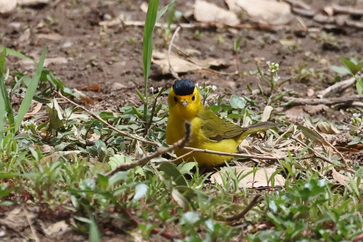 Wilson's Warbler - ML637467057