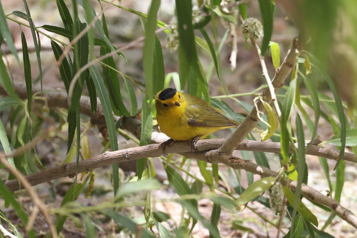 Wilson's Warbler - ML637467067