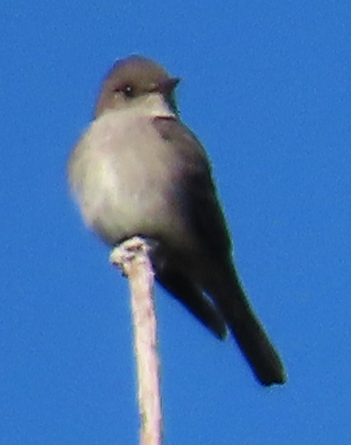 Western Wood-Pewee - ML637467070