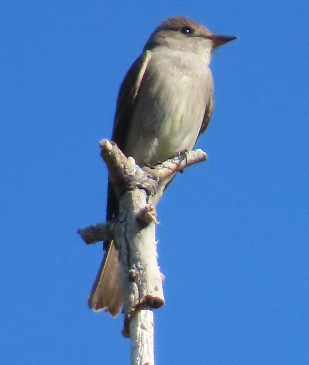 Western Wood-Pewee - ML637467071