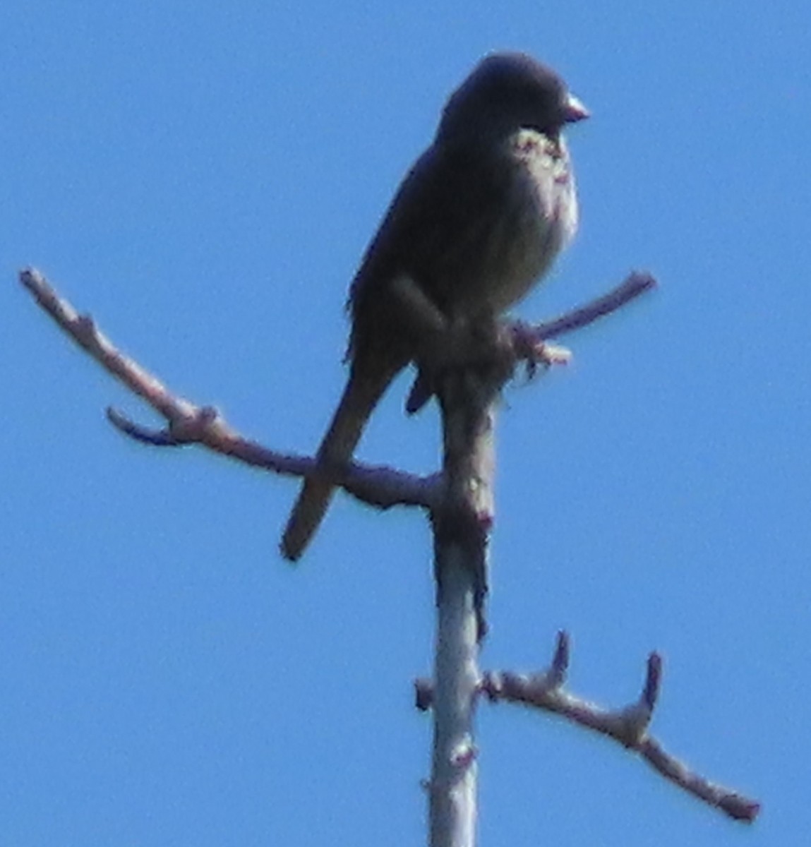 Fox Sparrow (Thick-billed) - ML637467084