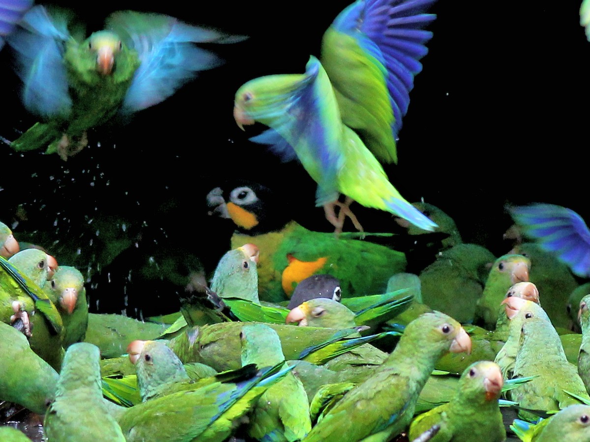 Orange-cheeked Parrot - ML637467090