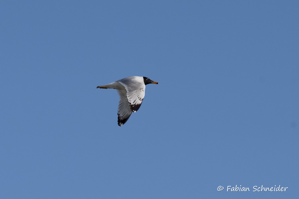 Pallas's Gull - ML637467128