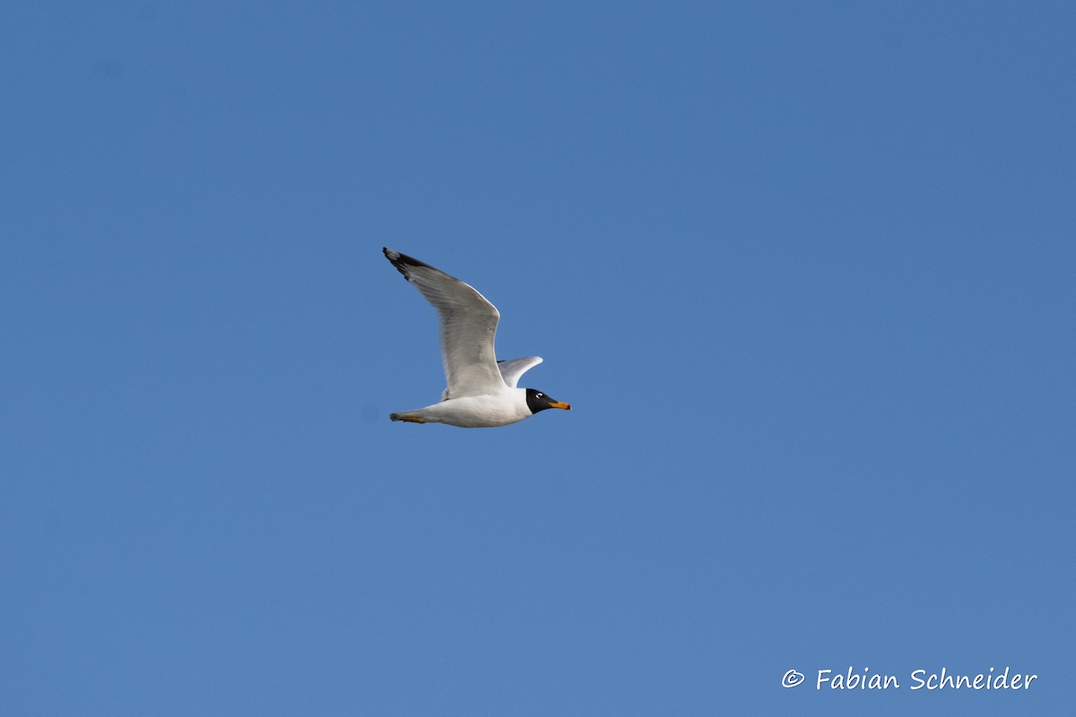 Pallas's Gull - ML637467131