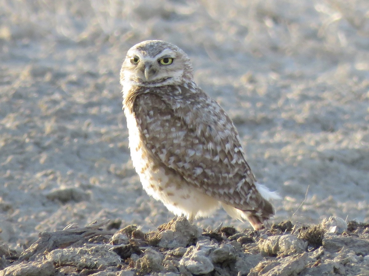 Burrowing Owl - ML637467159