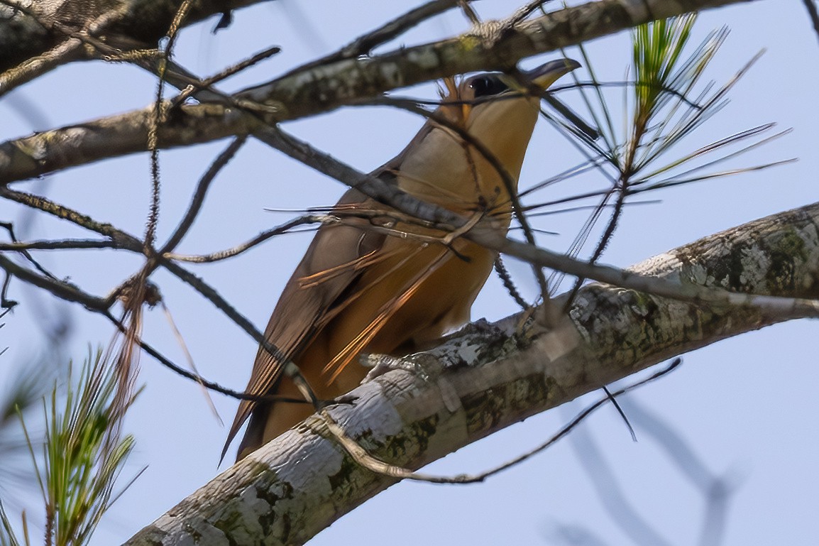Mangrove Cuckoo - ML637467169
