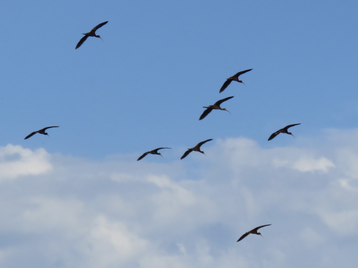White-faced Ibis - ML637467225