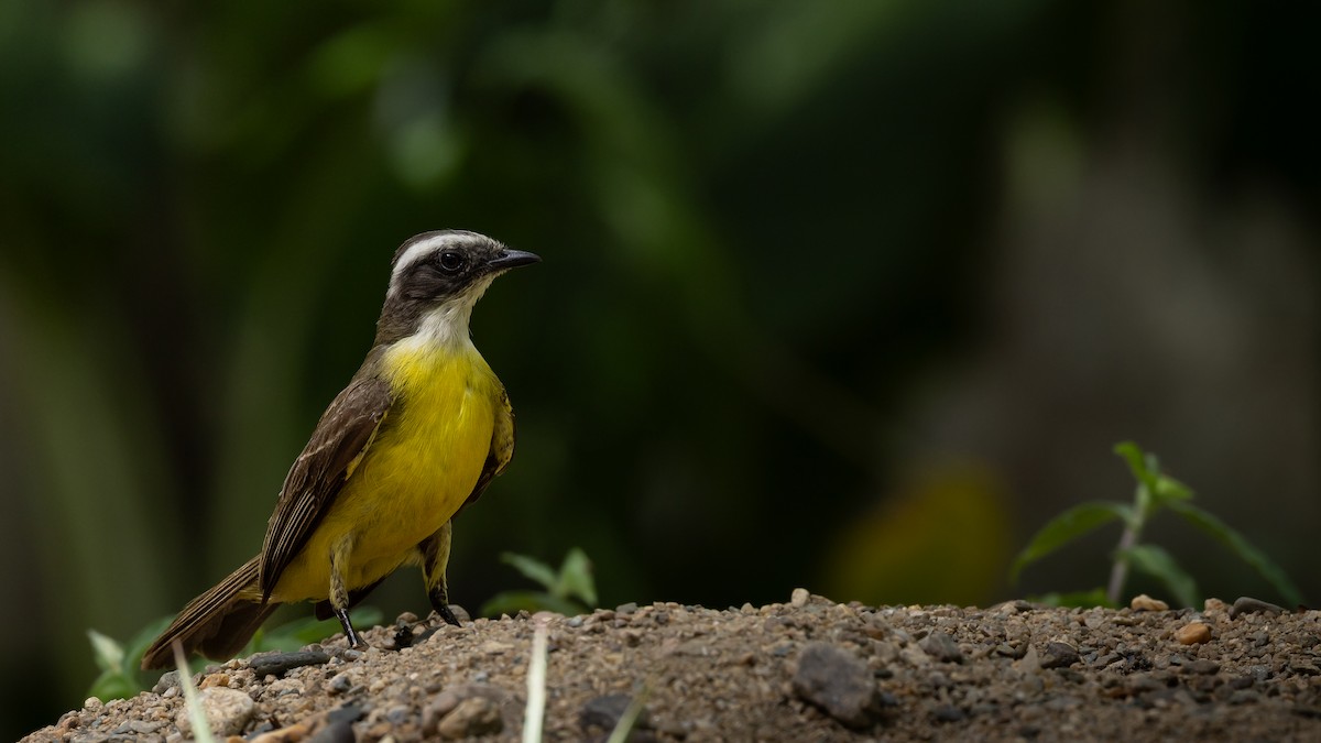 Social Flycatcher - ML637467262