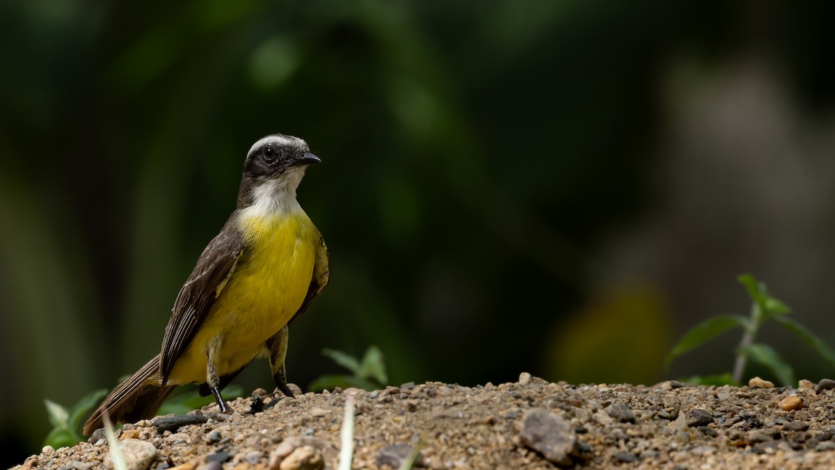Social Flycatcher - ML637467265