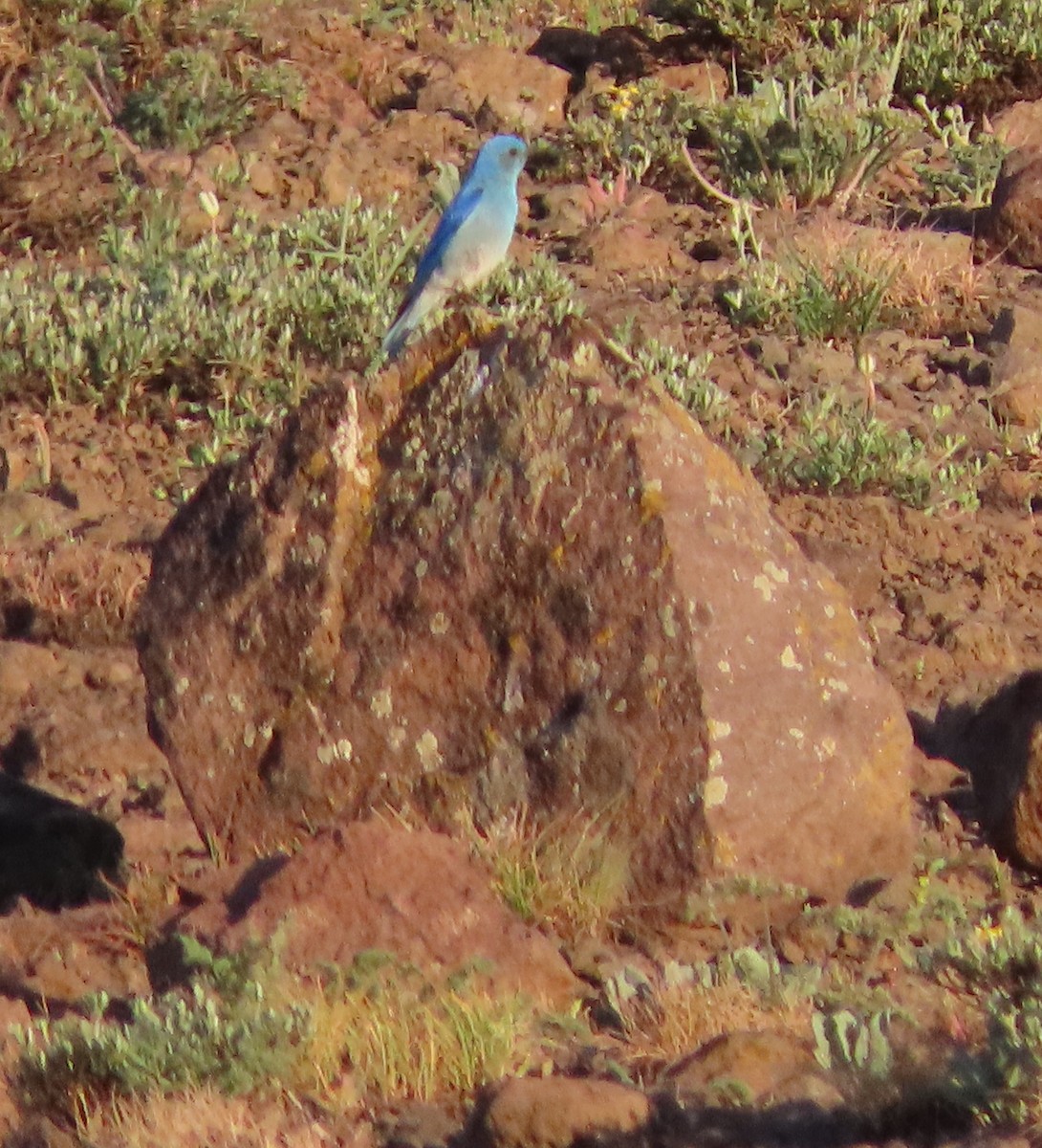 Mountain Bluebird - ML637467306