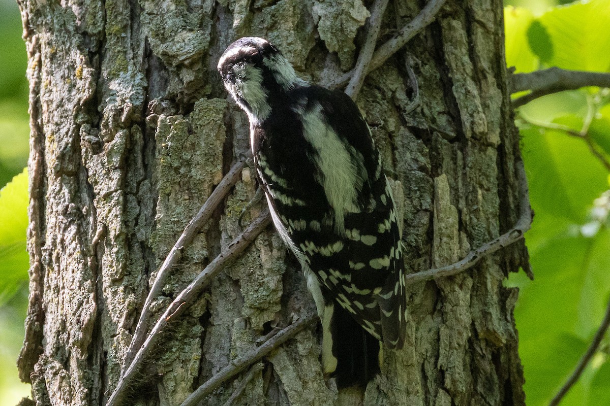 Downy Woodpecker - ML637467323