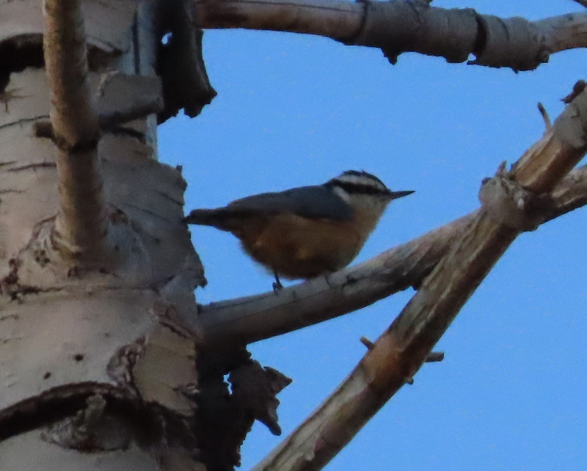 Red-breasted Nuthatch - ML637467325