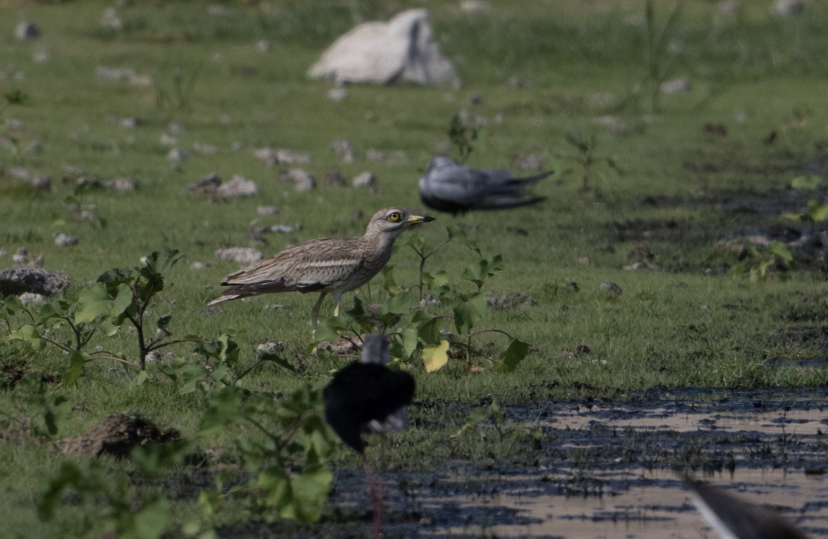 Eurasian Thick-knee - ML637467363