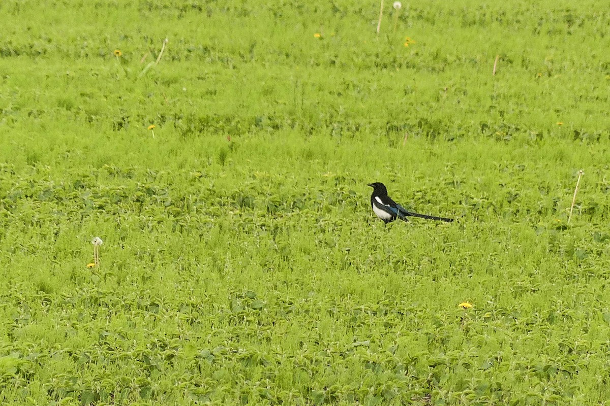 Black-billed Magpie - ML637467366
