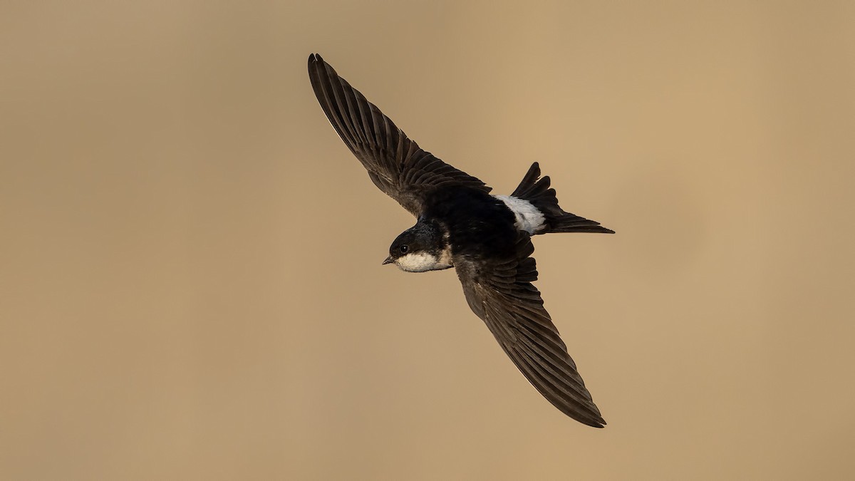 Western House-Martin - ML637467373