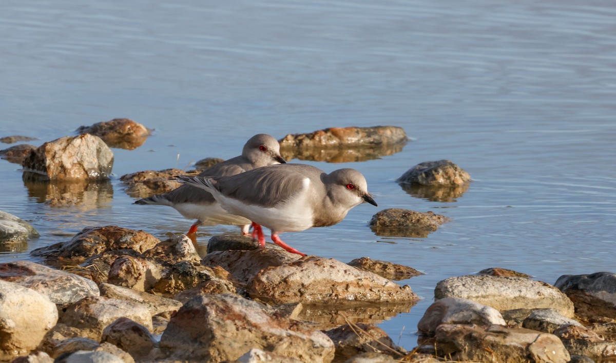 Magellanic Plover - ML637467375