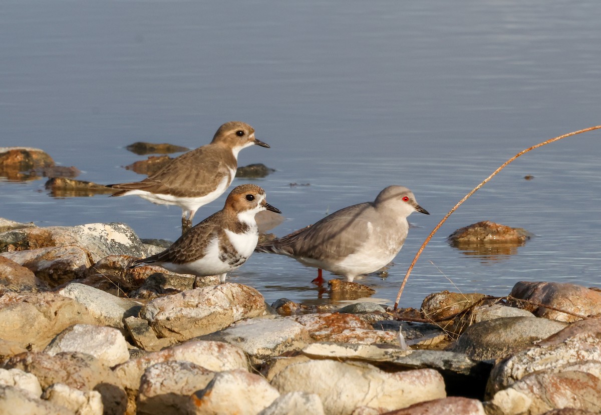 Magellanic Plover - ML637467376