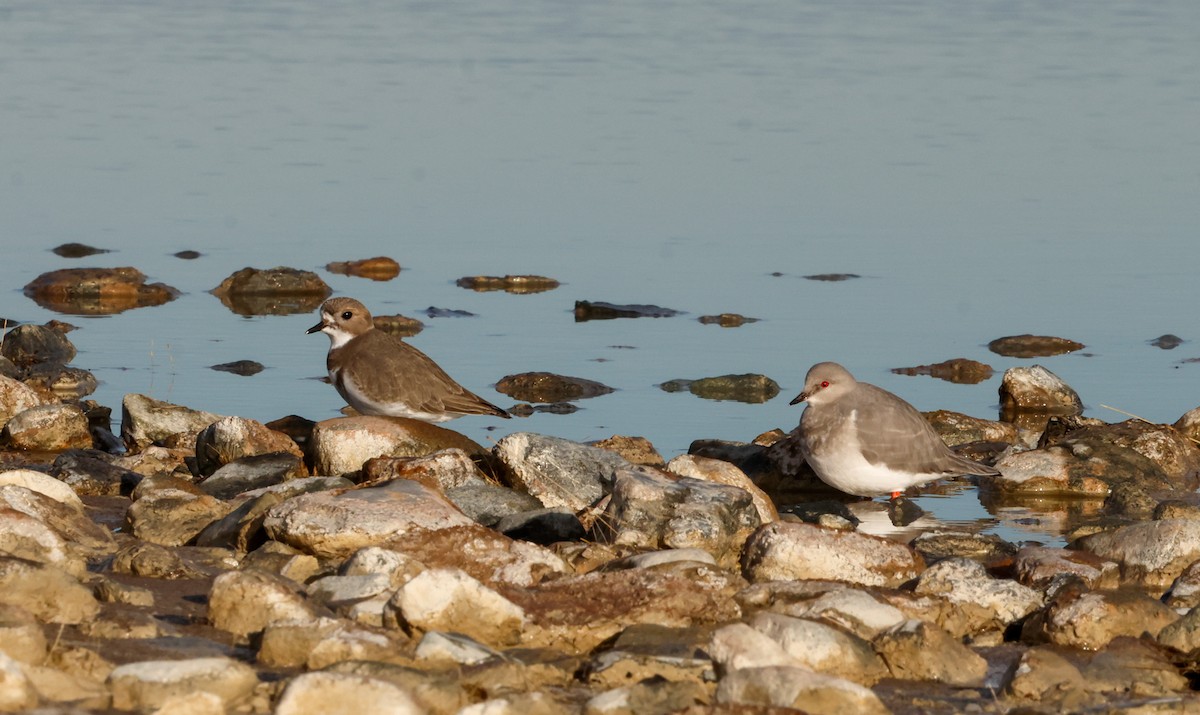 Magellanic Plover - ML637467377