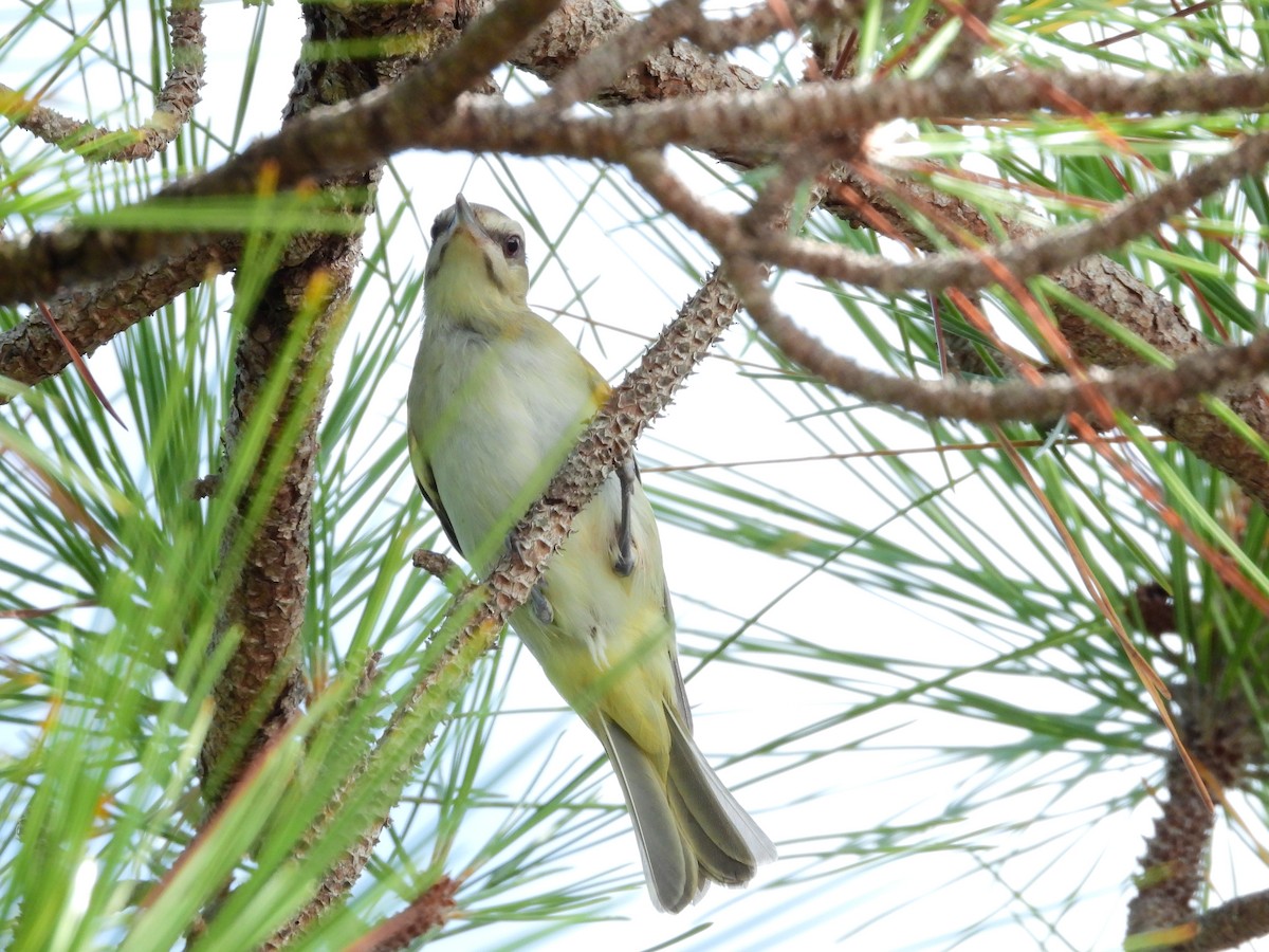 Black-whiskered Vireo - ML637467386