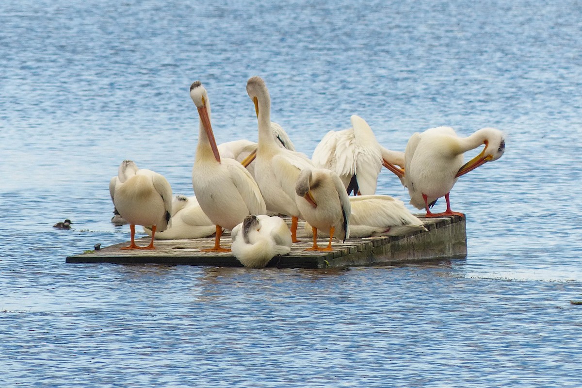 American White Pelican - ML637467413