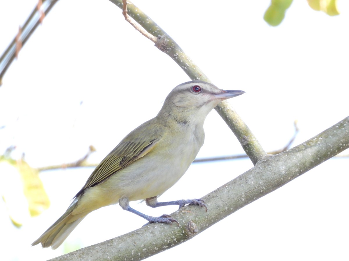 Black-whiskered Vireo - ML637467416