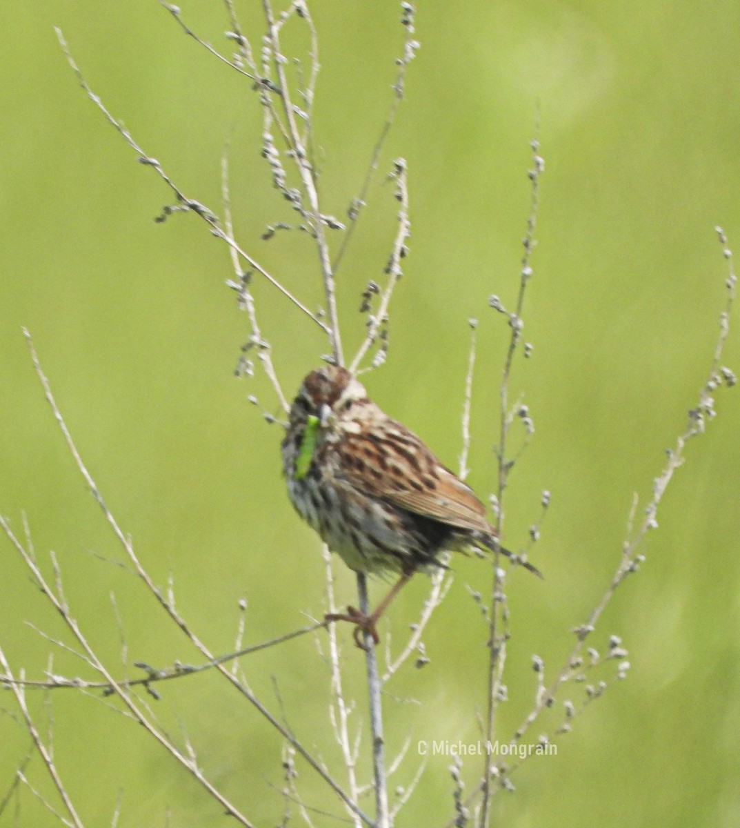 Song Sparrow - ML637467468