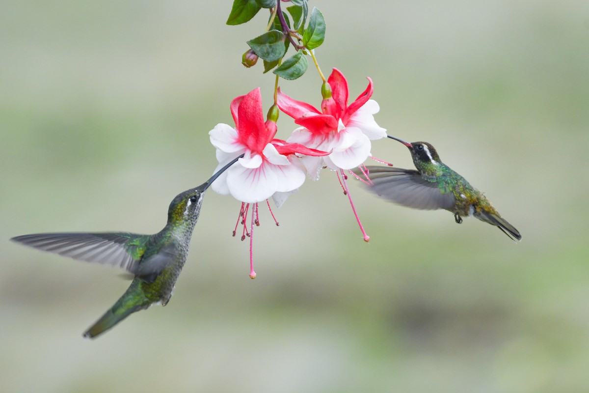 White-eared Hummingbird - ML637467480