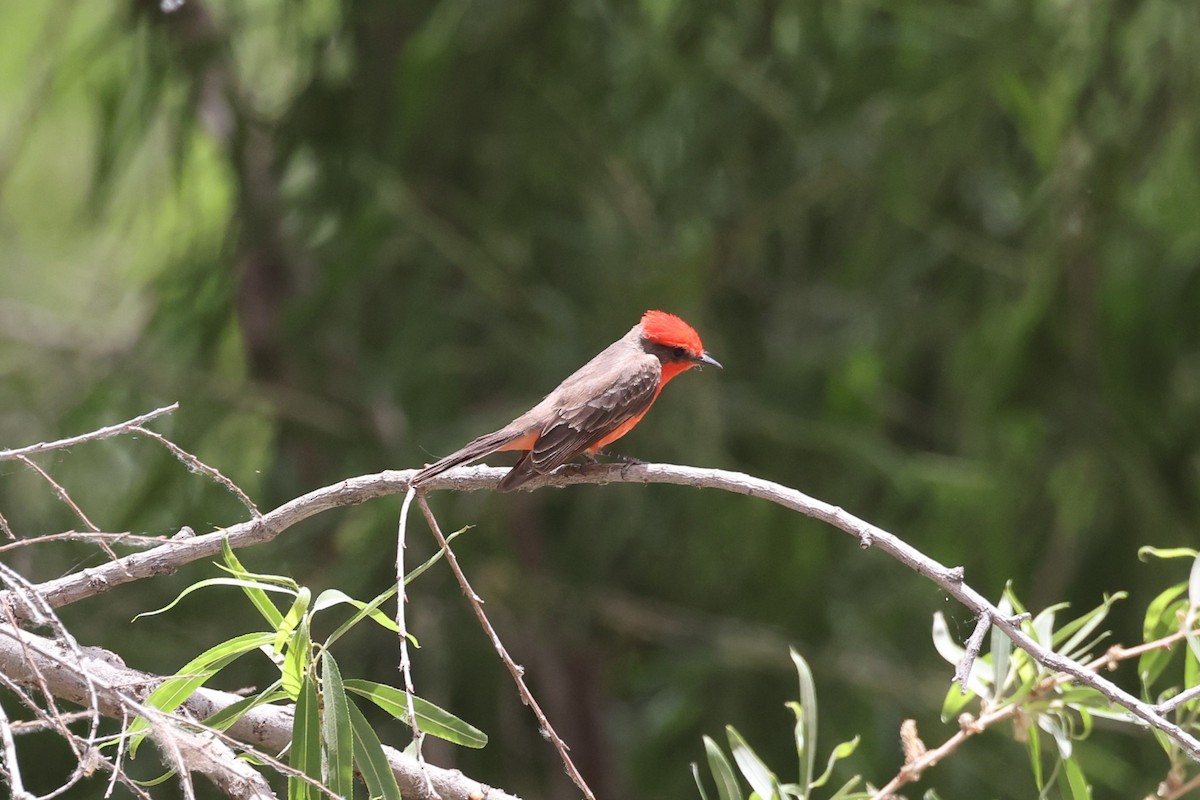 Vermilion Flycatcher - ML637467486