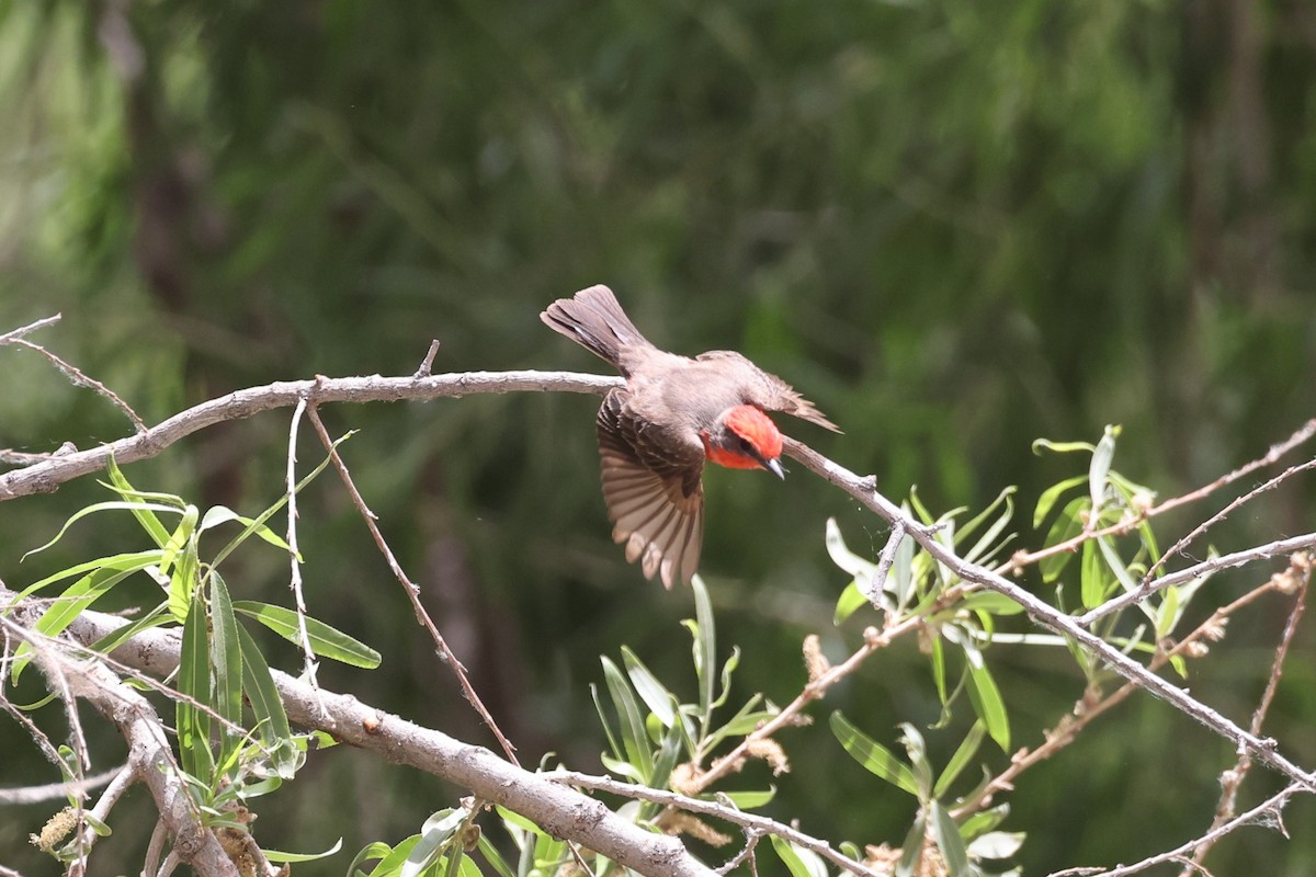 Vermilion Flycatcher - ML637467489