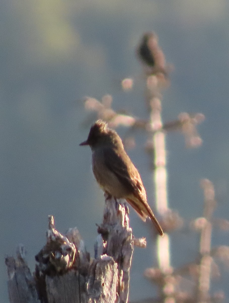 Olive-sided Flycatcher - ML637467518