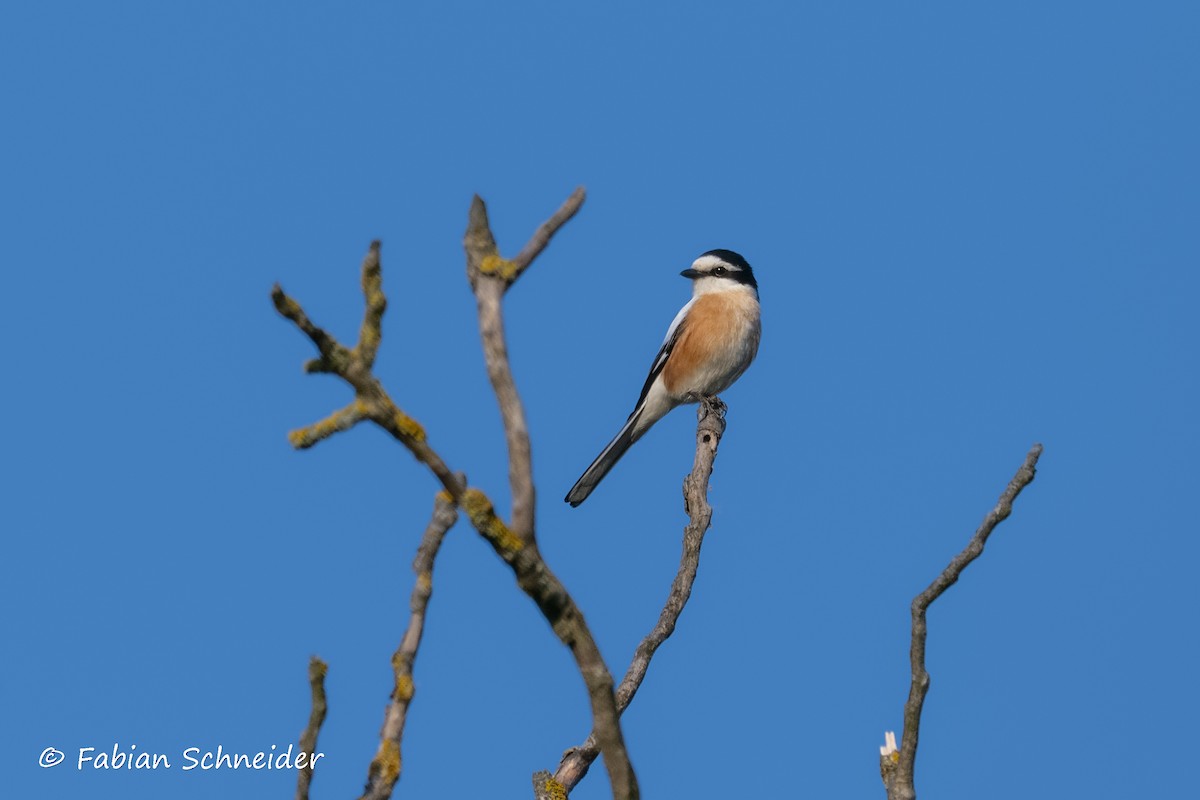 Masked Shrike - ML637467522