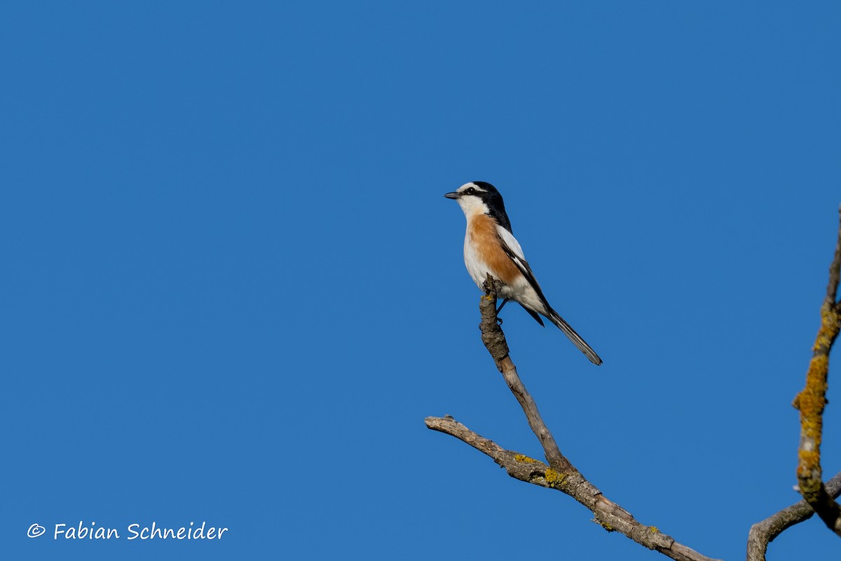 Masked Shrike - ML637467523