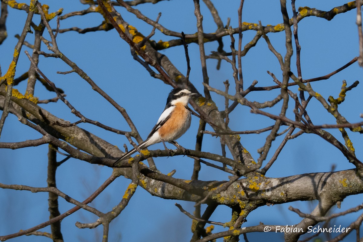 Masked Shrike - ML637467524
