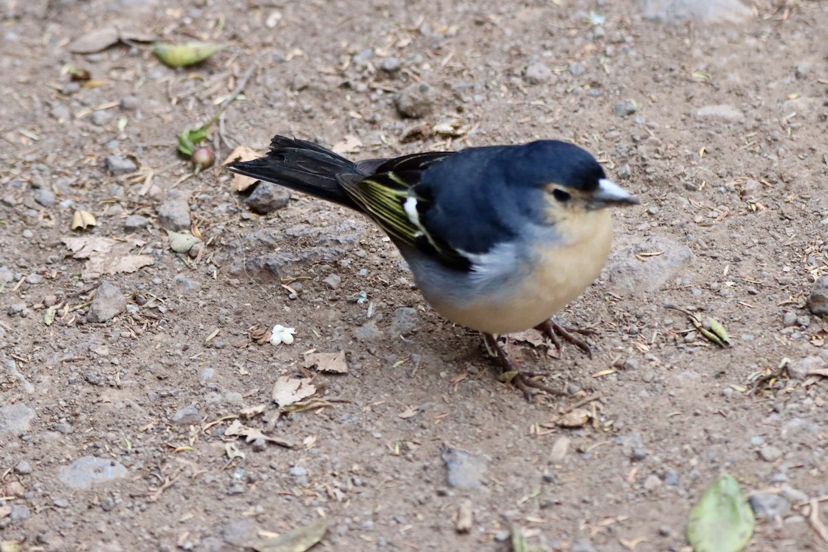 Canary Islands Chaffinch (Canary Is.) - ML637467575