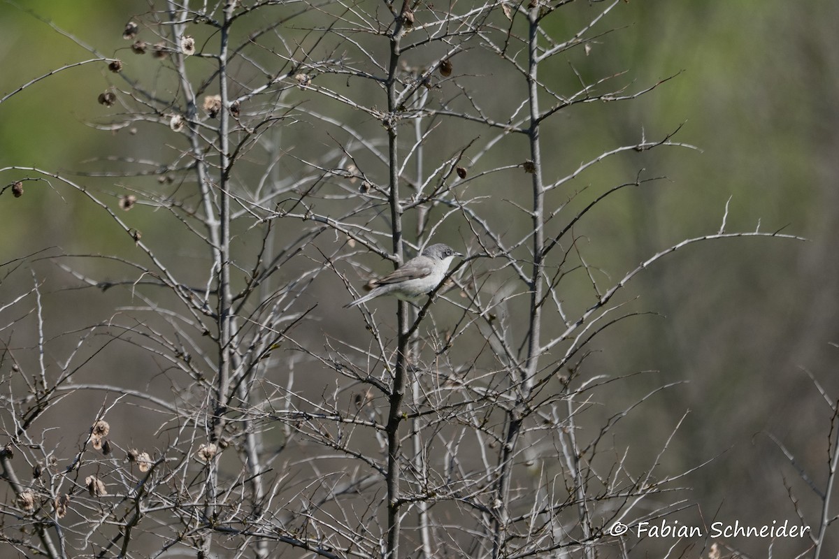 Eastern Orphean Warbler - ML637467590