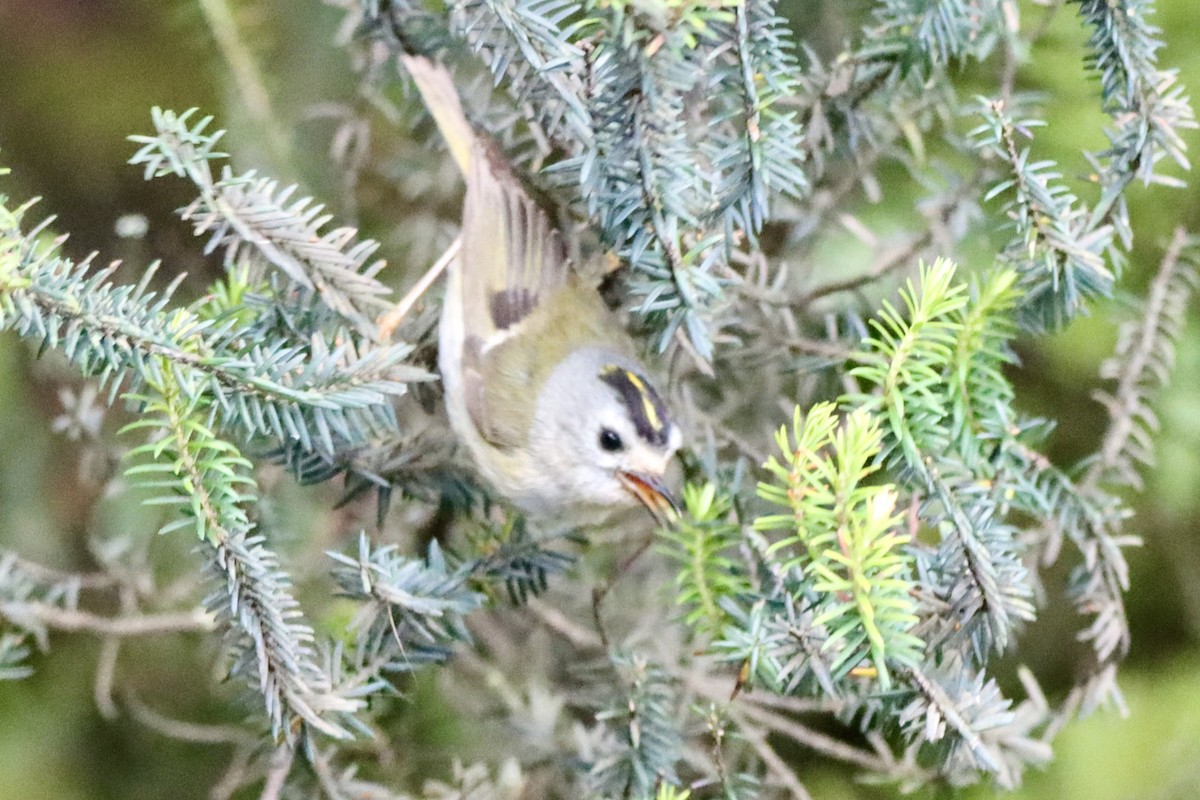 Wintergoldhähnchen (teneriffae) - ML637467607