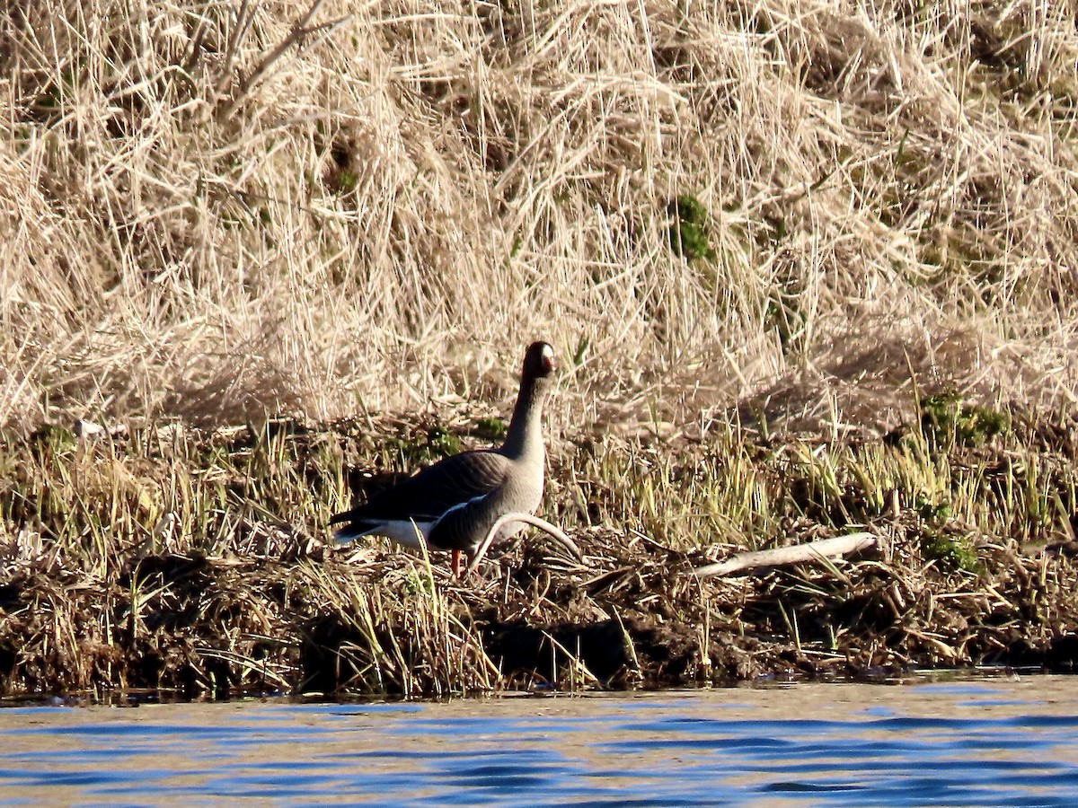 Lesser White-fronted Goose - ML637467620