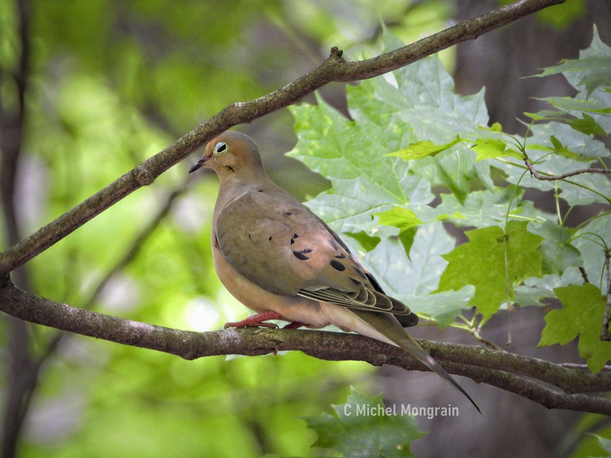 Mourning Dove - ML637467636