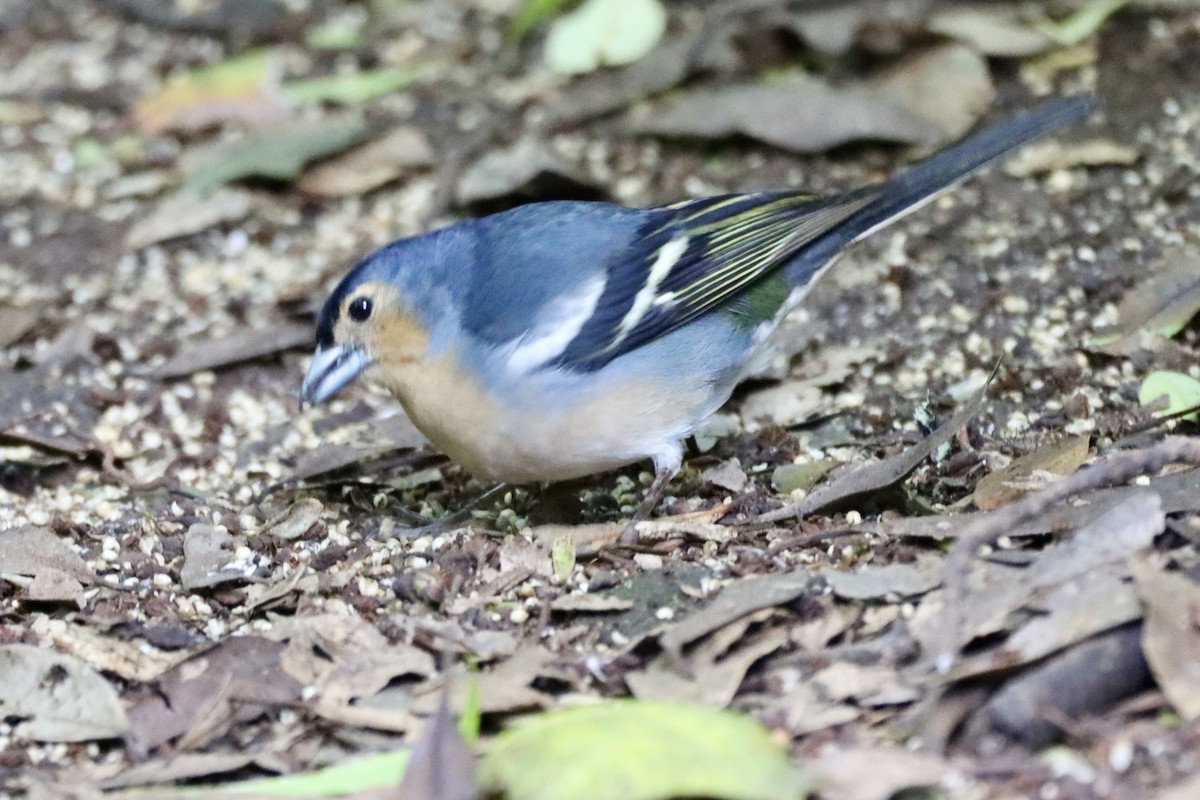 Canary Islands Chaffinch (Canary Is.) - ML637467638