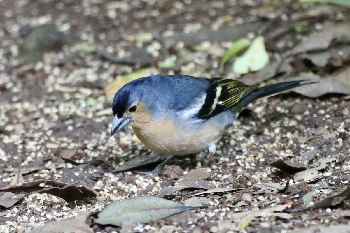 Canary Islands Chaffinch (Canary Is.) - ML637467639