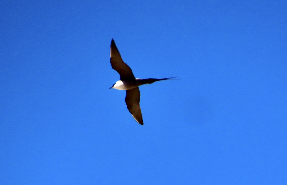 Long-tailed Jaeger - ML637467644