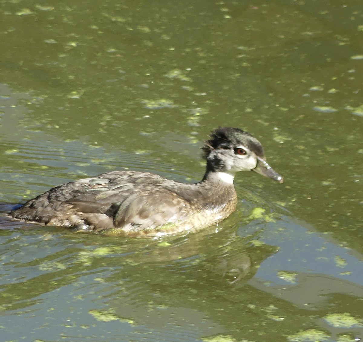 Wood Duck - ML637467667
