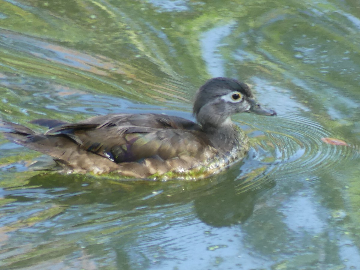 Wood Duck - ML637467668