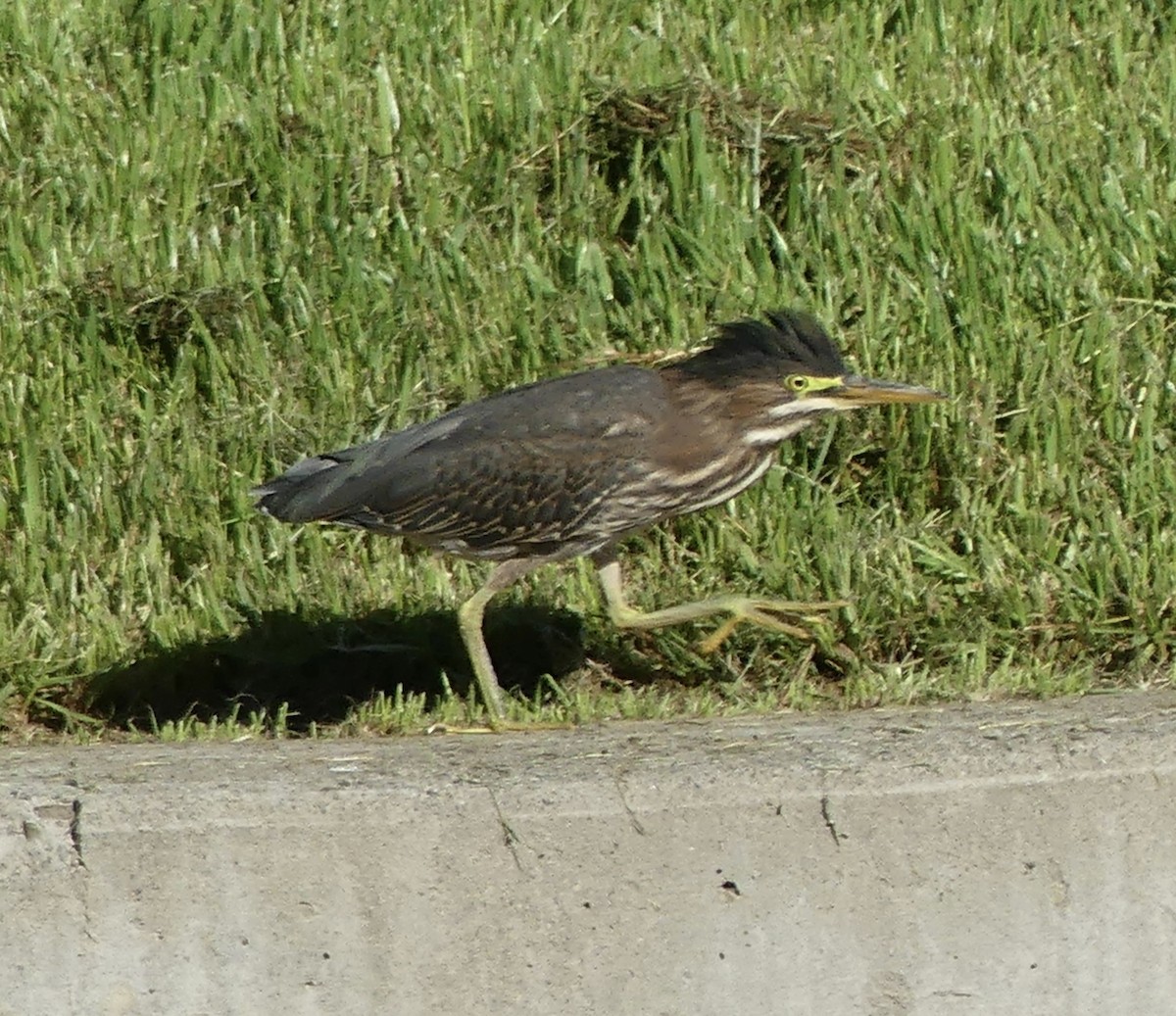 Green Heron - ML637467687