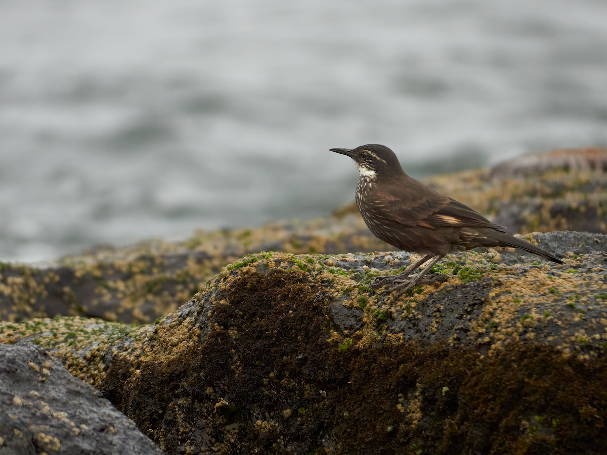 Seaside Cinclodes - ML637467689