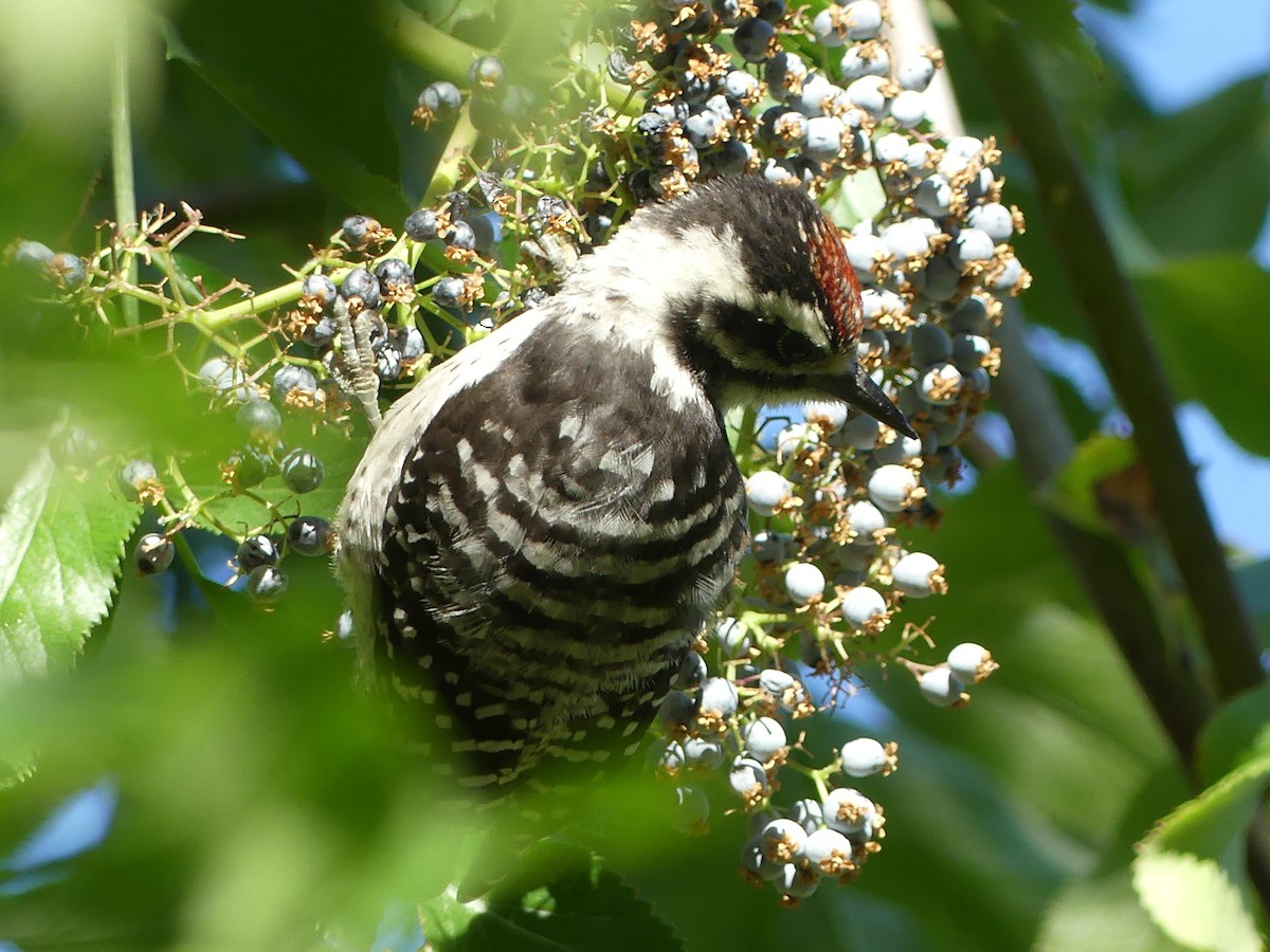 Nuttall's Woodpecker - ML637467691