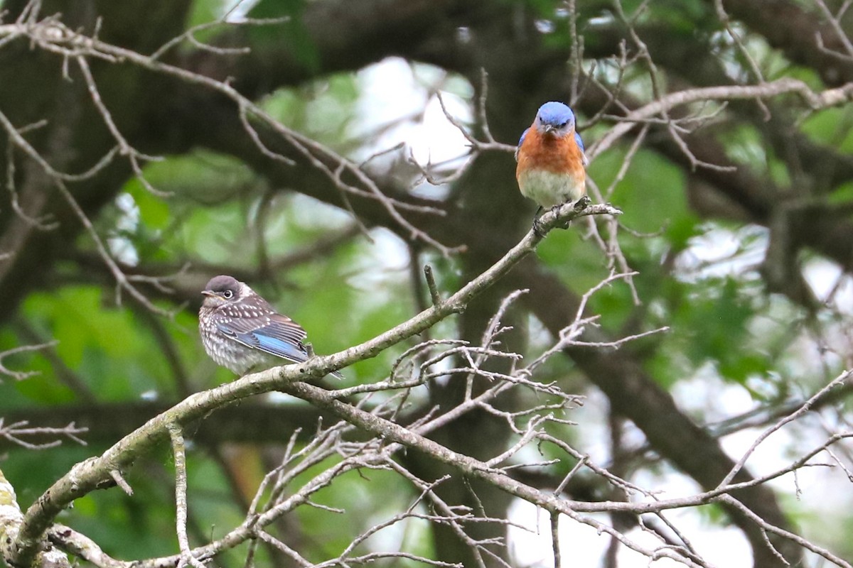 Eastern Bluebird - ML637467709