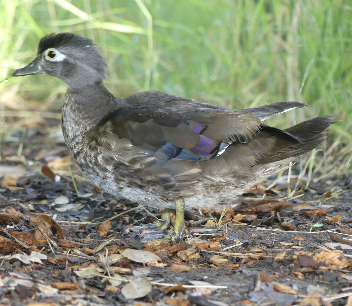 Wood Duck - ML637467732